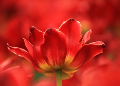 Red Tulip On Red