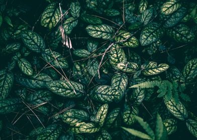 Green Fern Foliage