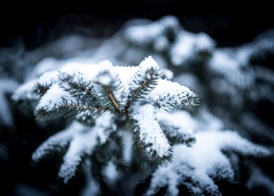 Evergreen Snowy Conifer