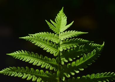 Green Ferns