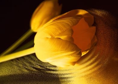 Moody Yellow Tulip 