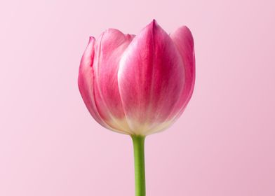 Deep Pink Tulip