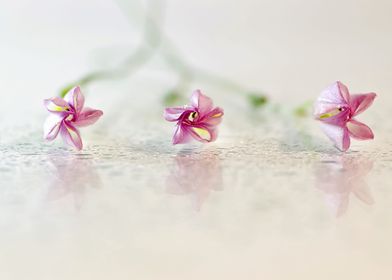 Little Pink Flowers