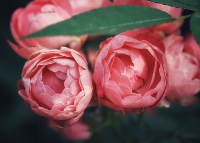 Roses About To Bloom