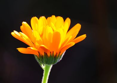 Marigold Flower On Black