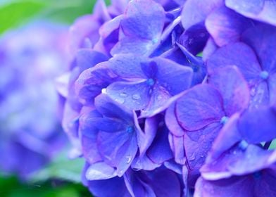 Blue Hydrangea