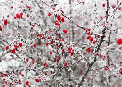 Red Berries In Snow