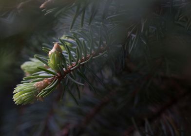 Misty Pine Tree