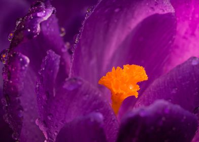 Dewdrops On Purple Crocus