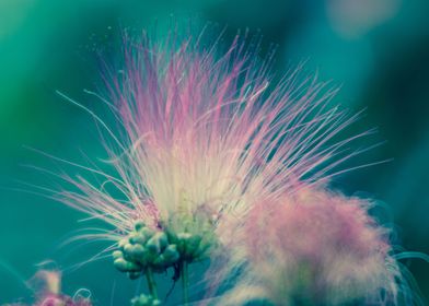 Gentle Pink Mainau Flower