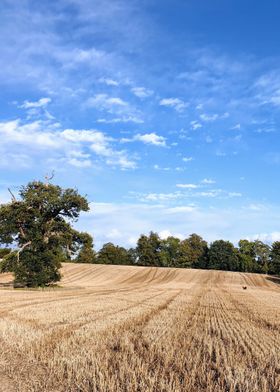 Wheat Field