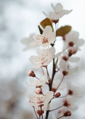 Red and White