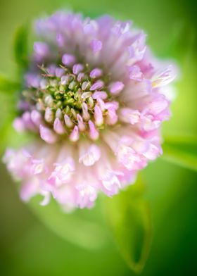 Flower lace