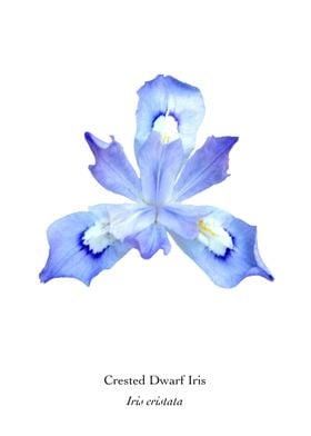 Crested Dwarf Iris