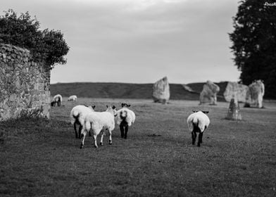 Butt sheep