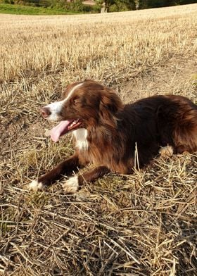 Border Collie