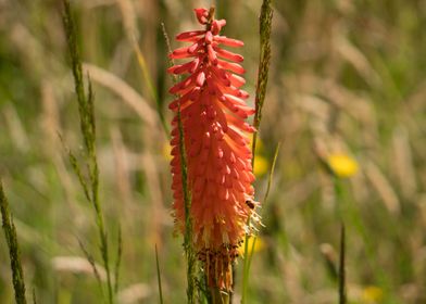 Red Hot Poker Lily