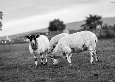 Stone sheep 