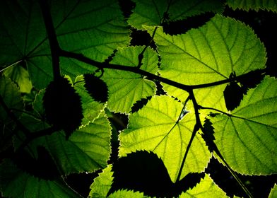 Backlit leaves