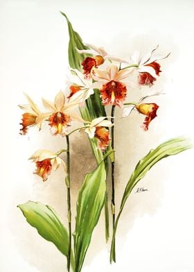 Phaius And Amabilis