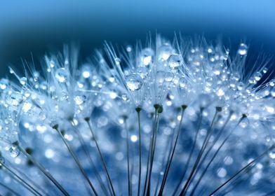 Dewdrops On Dandelions