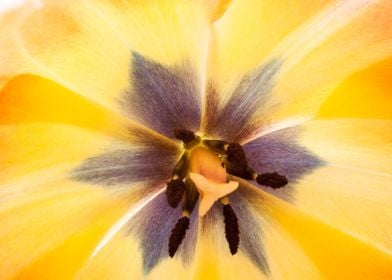 Two Tone Yellow Tulip