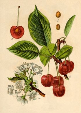 Flora Prunus Dubia Cerasus