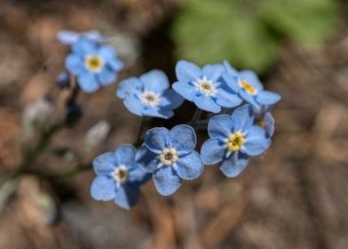 Blue Mini Flowers