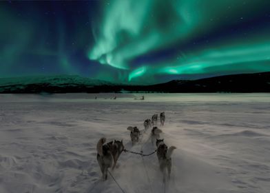 Northern lights husky dogs