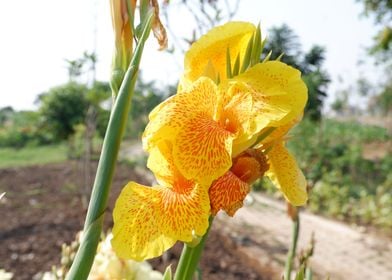 Beautiful Yellow Flower