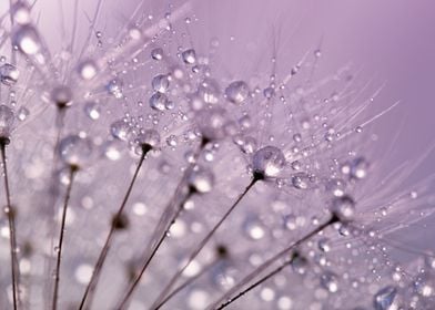 Dewdrops On Dandelions 