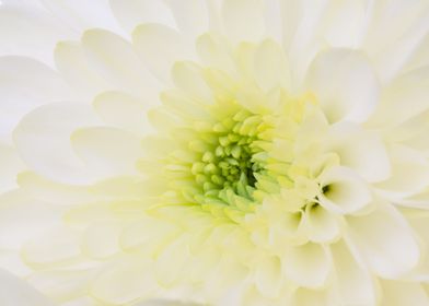 White Dahlia Blossom