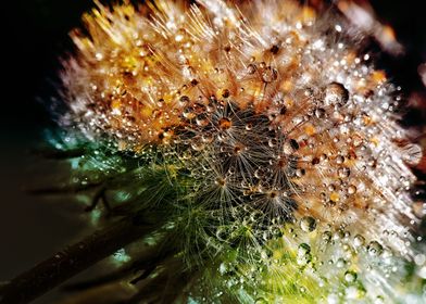 Dandelion Dew