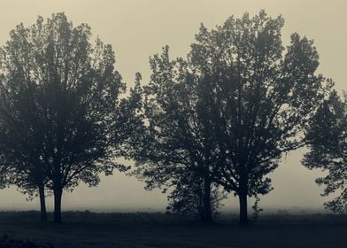 Foggy Trees