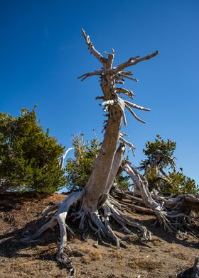 Crater Lake Tree