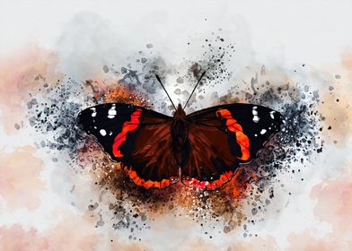  Red Admiral Butterfly