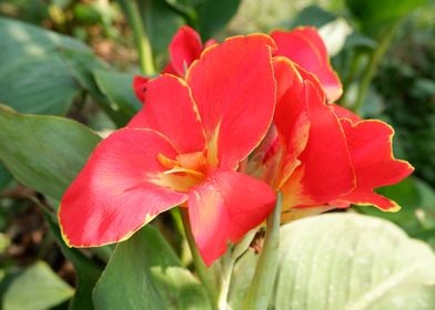 Beautiful Red Flower