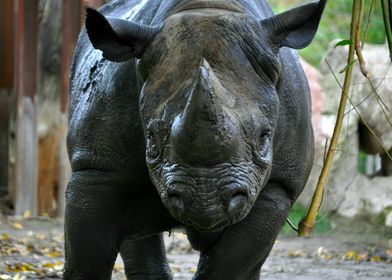 Muddy rhinoceros