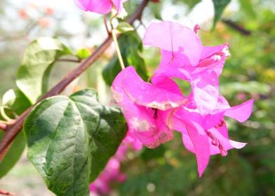 Beautiful Pink Flower