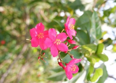 Beautiful Pink Flower