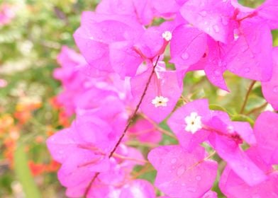 Beautiful Pink Flower