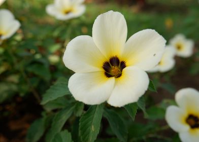 Beautiful White Flower