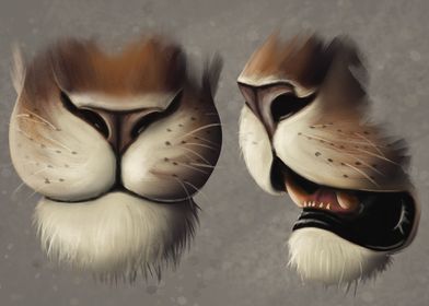 Lion muzzle closeup