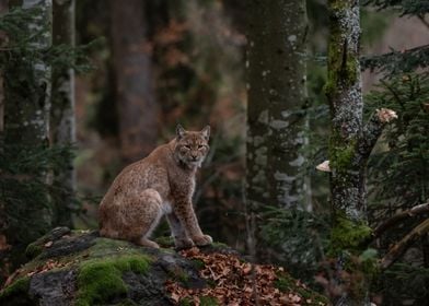 Bobcat