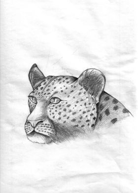 Cheetah