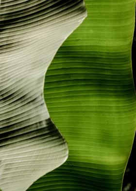 abstract leaf