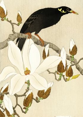 Myna on Magnolia Woodblock