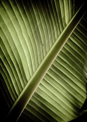 banana leaf