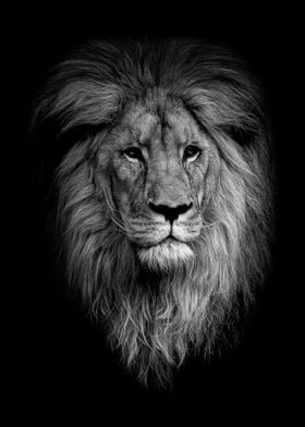 lion face black poster  