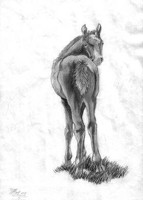 Horse